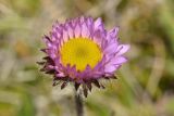 Erigeron thunbergii. Соцветие-корзинка. Камчатский край, Мильковский р-н, Ганальский хр., северное подножие вулкана Бакенинг, западный склон пер. Майский, ≈ 1250 м н.у.м., горная тундра. 30.06.2025.