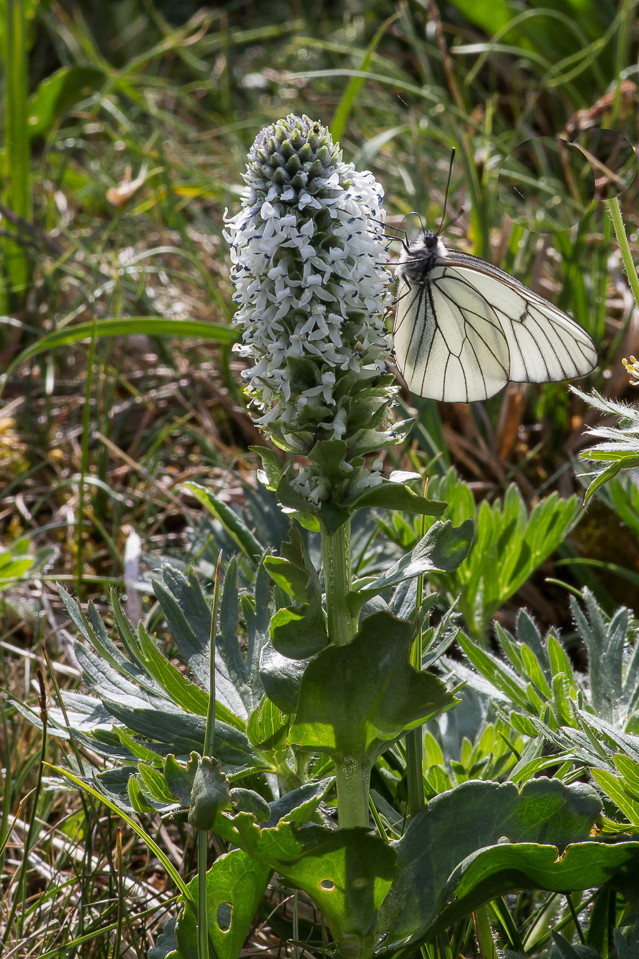 Image of Lagotis uralensis specimen.