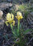 Iris lutescens