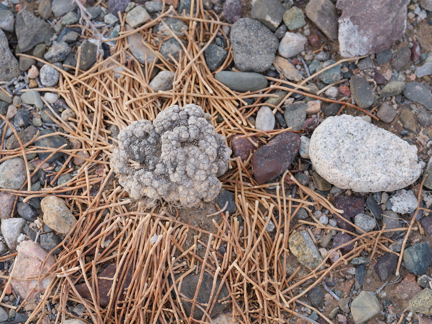 Image of Anabasis truncata specimen.