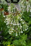 Nicotiana sylvestris. Верхушки побегов с соцветиями. Москва, парк \"Коломенское\", в культуре. 18.07.2024.