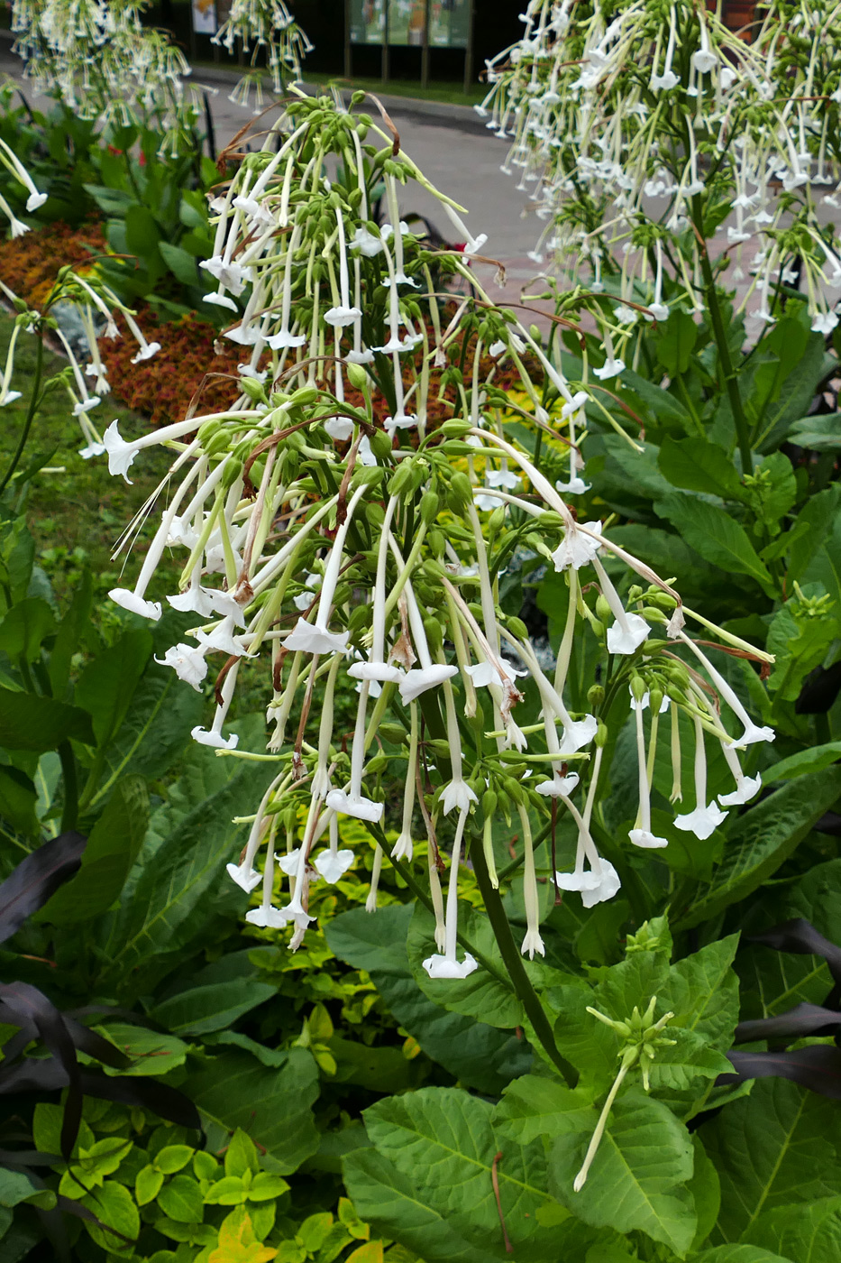 Image of Nicotiana sylvestris specimen.