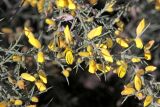 Ulex europaeus. Часть побега с цветками. Краснодарский край, Сочи, Адлерский р-н, парк \"Южные культуры\", в культуре. 20 февраля 2026 г.