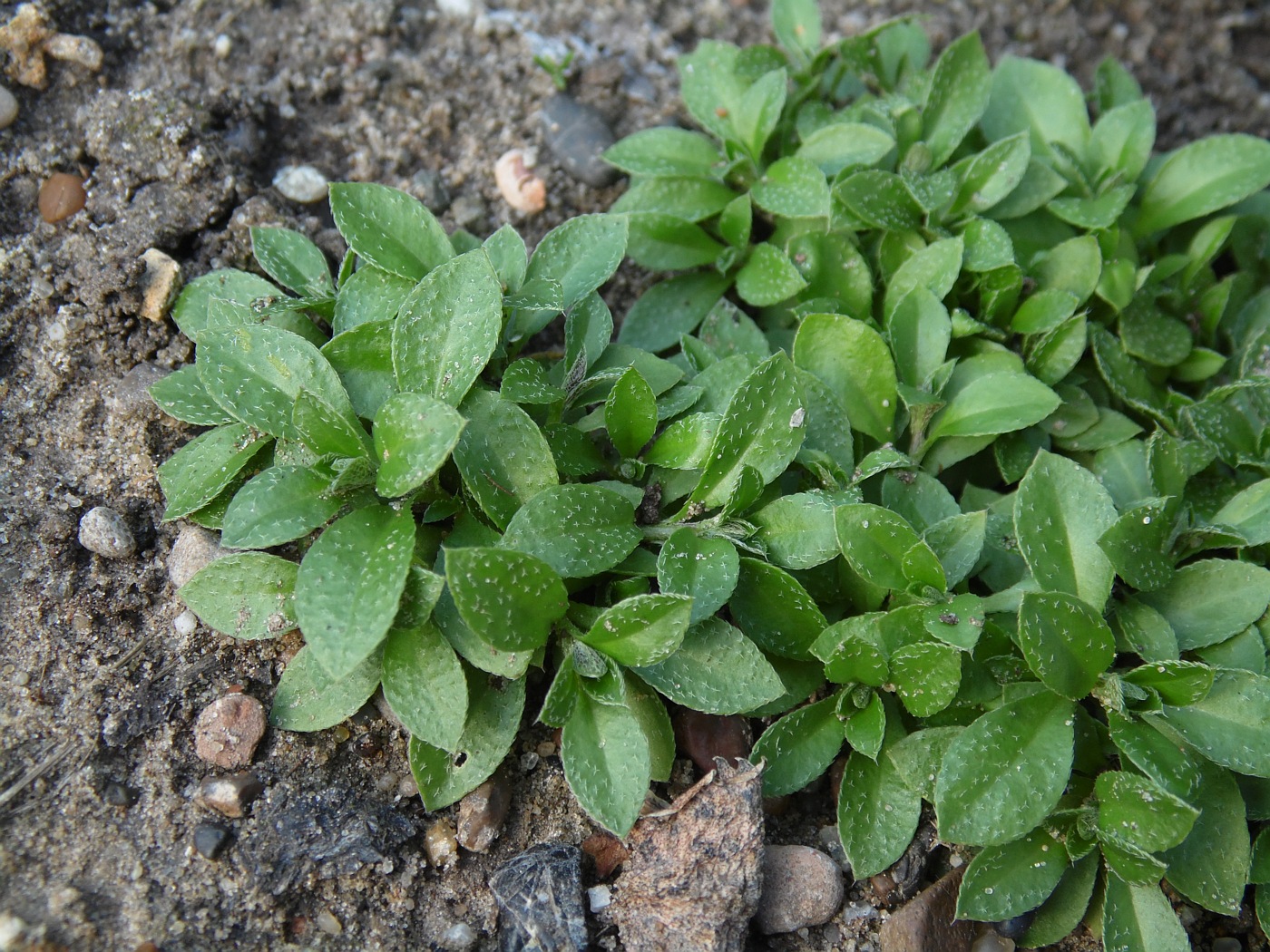 Изображение особи Draba sibirica.