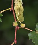 Tilia sibirica. Соплодия. Томская обл., г. Томск, Академгородок, в культуре. 29.07.2025.