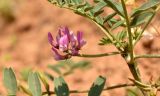 Astragalus oxyglottis. Соцветие. Астраханская обл., Приволжский р-н, окр. пос. Кизань, западный склон бэровского бугра Кара-Тюбе. 08.05.2026.