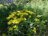 Haplophyllum latifolium. Цветущее растение. Казахстан, Туркестанская обл., запов. Аксу-Жабаглы, южный склон каньона Аксу. 17 мая 2026 г.