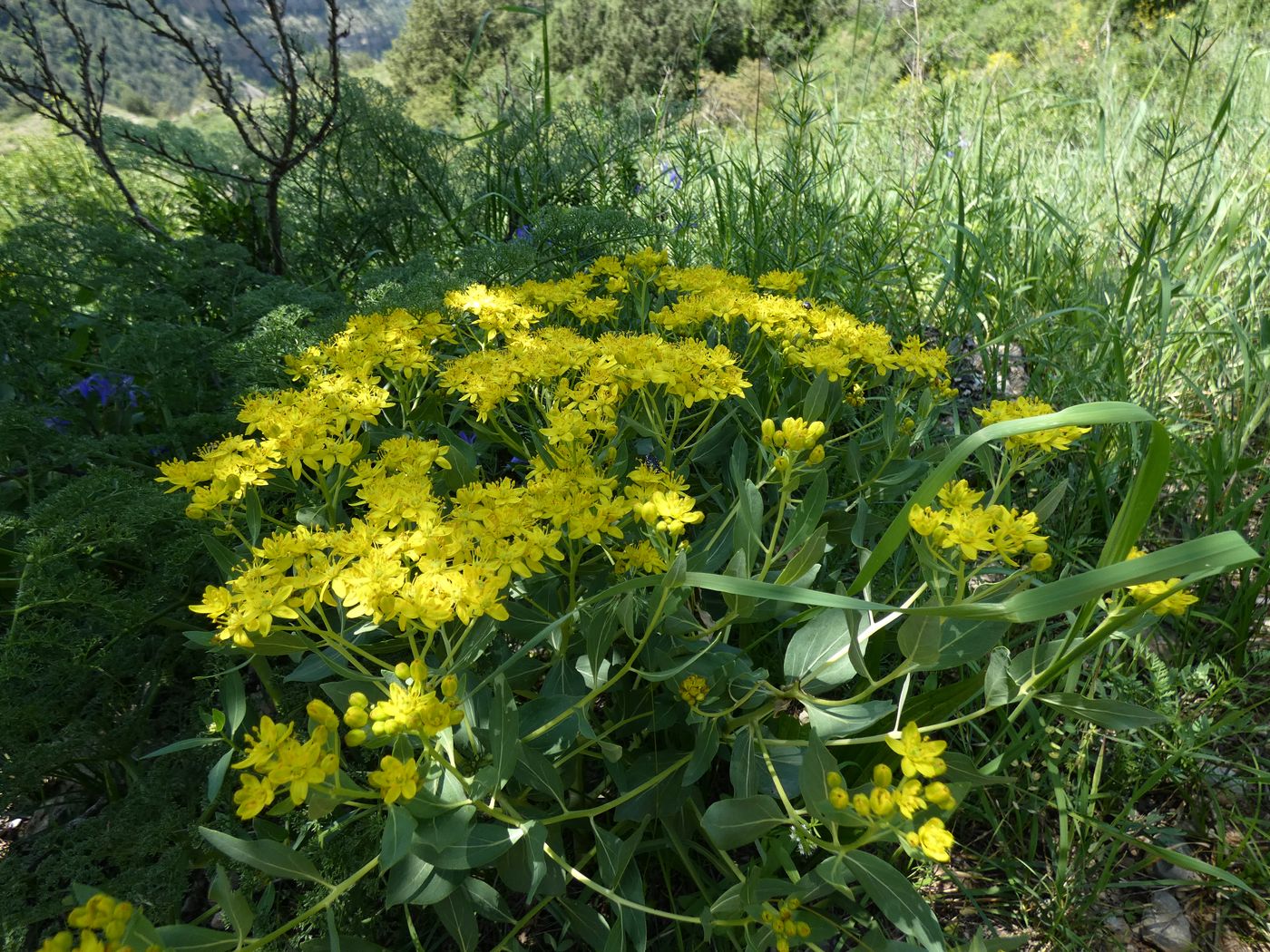 Image of Haplophyllum latifolium specimen.