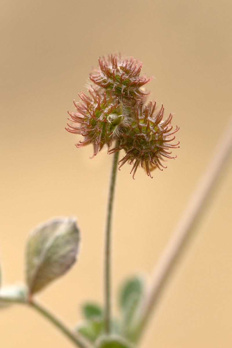 Image of Medicago minima specimen.