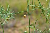 Asparagus inderiensis. Созревающий плод. Астраханская обл., Наримановский р-н, окр. с. Николаевка, опустыненная степь, склон солонцеватой низины. 04.06.2026.