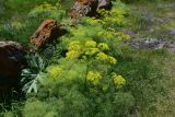 семейство Apiaceae. Цветущие растения. Грузия, край Самцхе-Джавахети, Аспиндзский муниципалитет, самый край Ахалкалакского плоскогорья, окр. с. Саро, выс. ок. 1450 м н.у.м., луг, среди камней. 8 июня 2026 г.