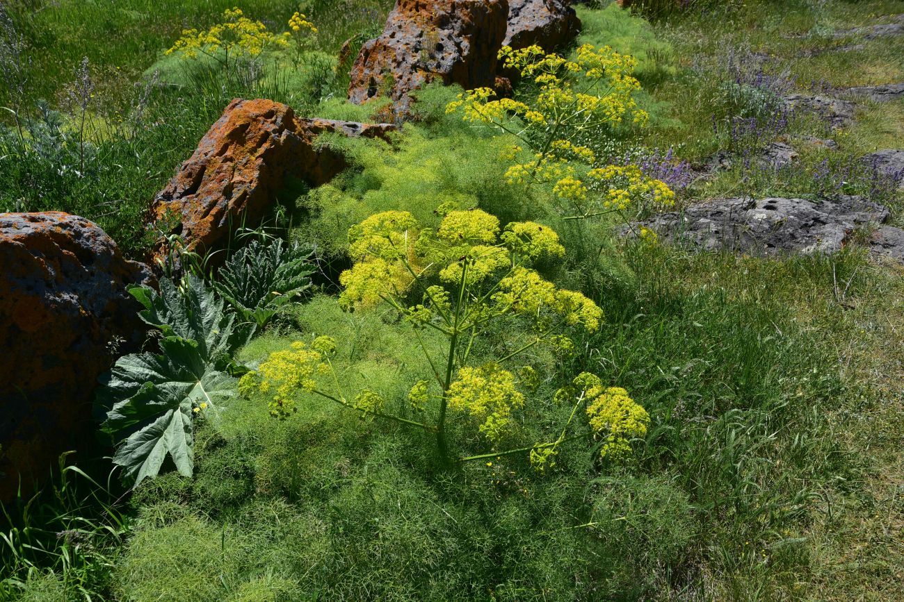 Image of familia Apiaceae specimen.