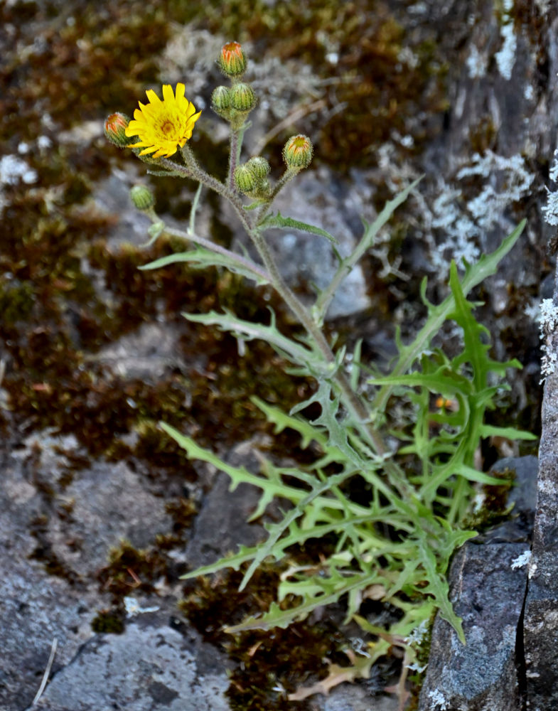Image of Crepis vesicaria ssp. andryaloides specimen.