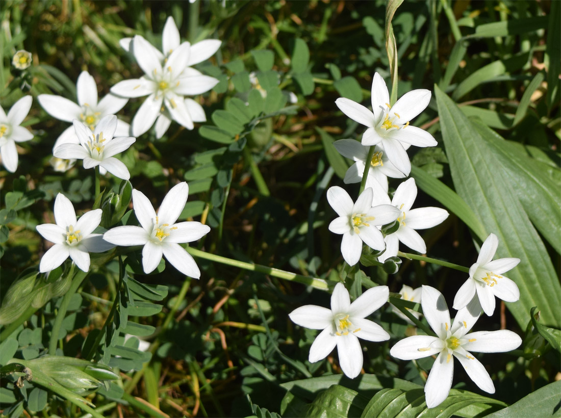 Изображение особи род Ornithogalum.