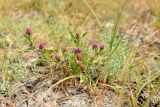 Sphaeranthus strobilifer