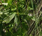 Anemone sylvestris. Лист. Оренбургская обл., Саракташский р-н, Жёлтинский сельсовет, хр. Карамурунтау, подножие горы Нос, разнотравно-злаковый луг. 10 июня 2025 г.