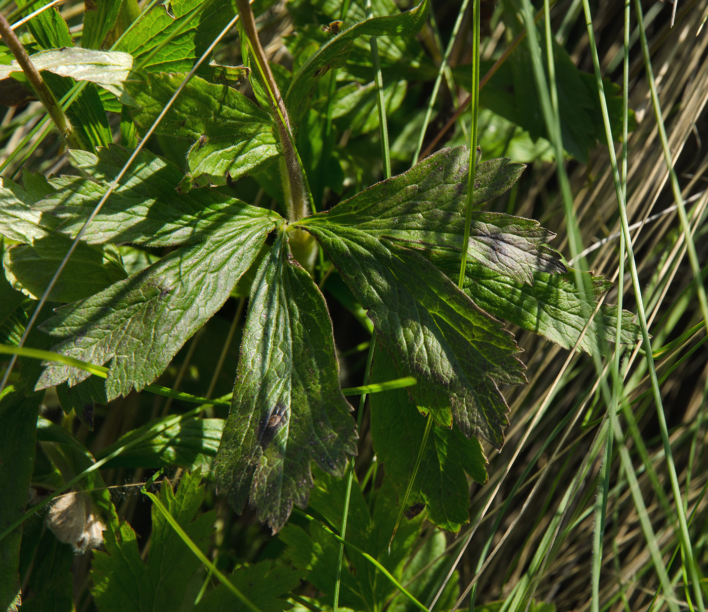 Изображение особи Anemone sylvestris.