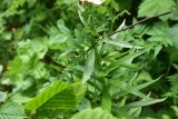 genus Lilium. Листья. Турция, ил Артвин, окр. дер. Кашикли, склон, который спускается к р. Корпусу от мечети, опушка зарослей. 12 июня 2026 г.