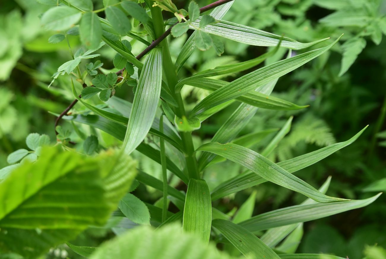 Image of Lilium kesselringianum specimen.