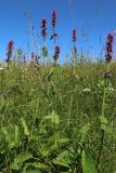 Betonica officinalis