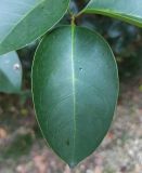 Ligustrum lucidum. Лист. Абхазия, г. Сухум, Ботанический сад. 13.08.2024.