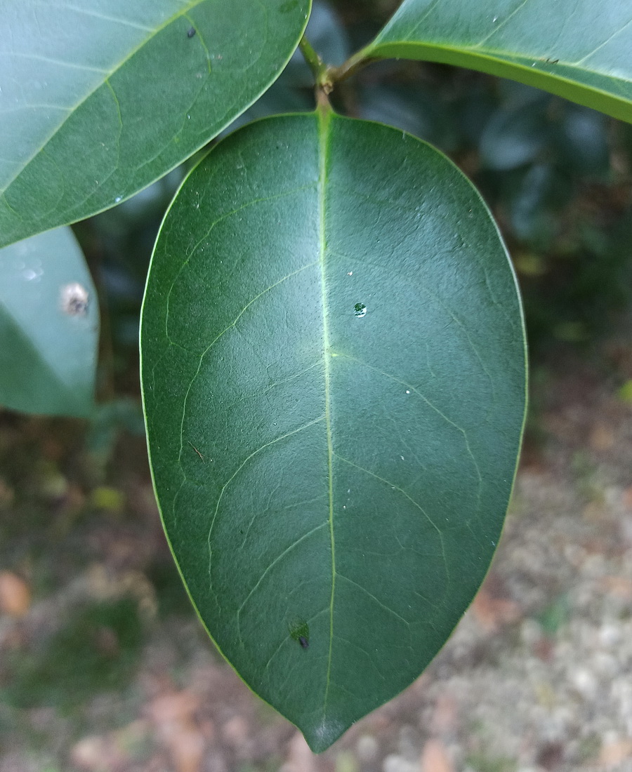 Изображение особи Ligustrum lucidum.
