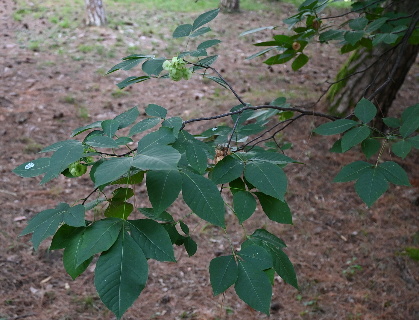 Изображение особи Ptelea trifoliata.