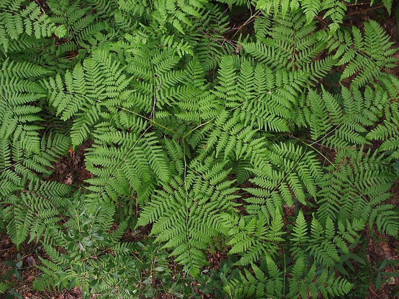 Image of Pteridium pinetorum specimen.