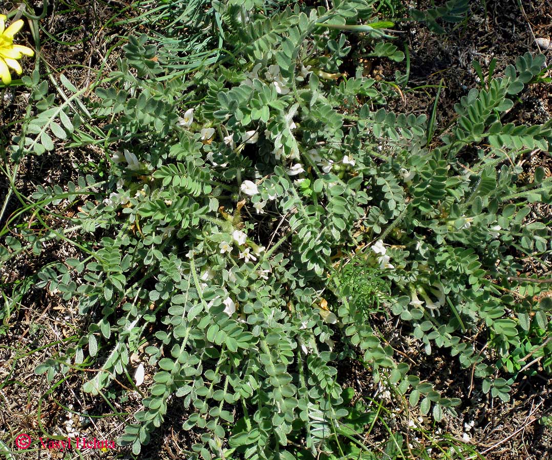 Image of Astragalus rupifragus specimen.