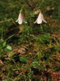 Linnaea borealis. Верхушка побега с соцветием. Нидерланды, провинция Drenthe, окрестности населённого пункта Anderen, Heidehof, в посадках лиственницы. 31 мая 2008 г.