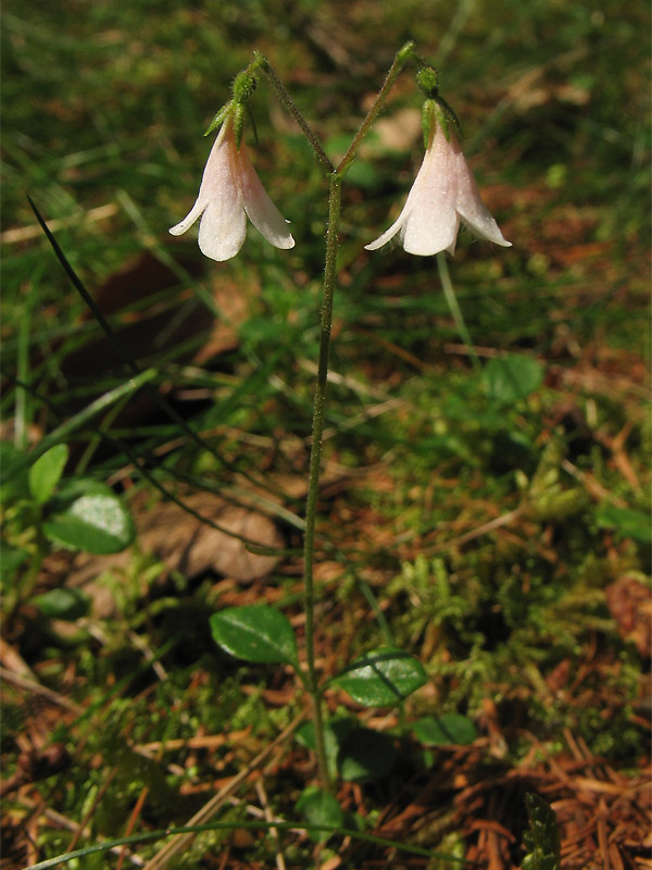 Изображение особи Linnaea borealis.