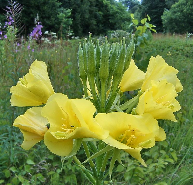 Изображение особи Oenothera biennis.