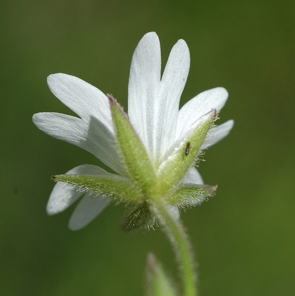 Изображение особи Cerastium pusillum.