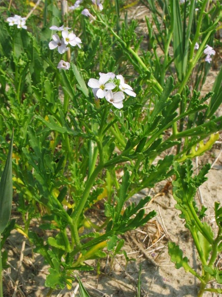 Image of Cakile maritima specimen.