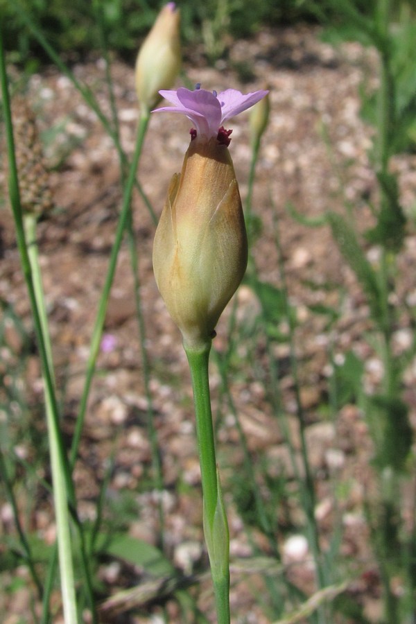 Изображение особи Petrorhagia prolifera.