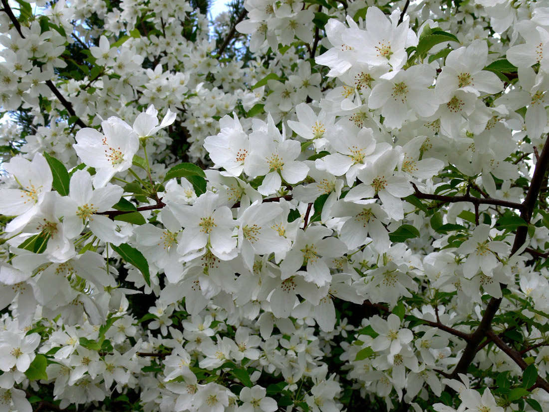 Изображение особи Malus baccata.