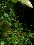 View full-size image genus Lythrum