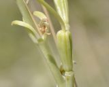 Lilium candidum