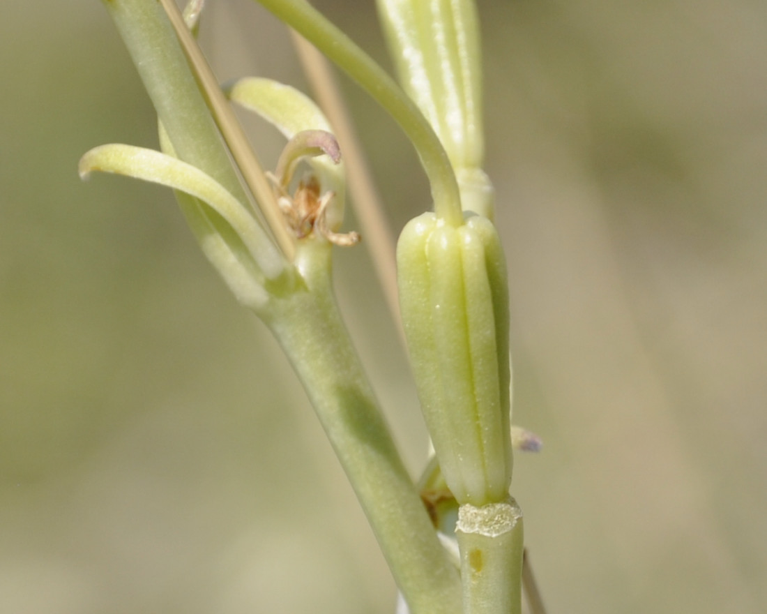 Image of Lilium candidum specimen.