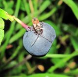 Vaccinium myrtillus