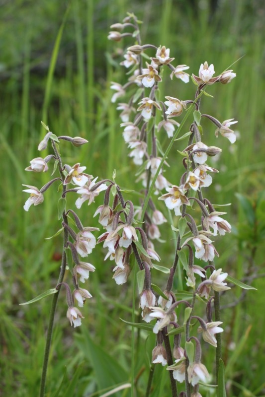 Изображение особи Epipactis palustris.