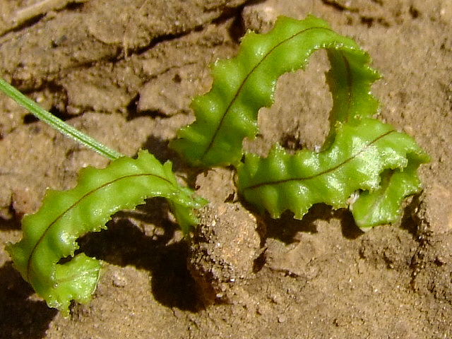 Изображение особи Biserrula pelecinus.