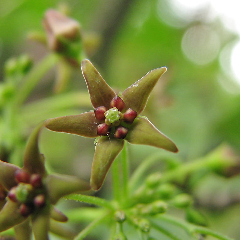 Изображение особи Vincetoxicum scandens.