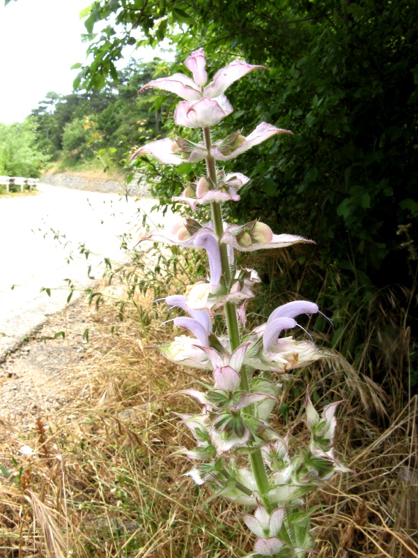 Image of Salvia sclarea specimen.