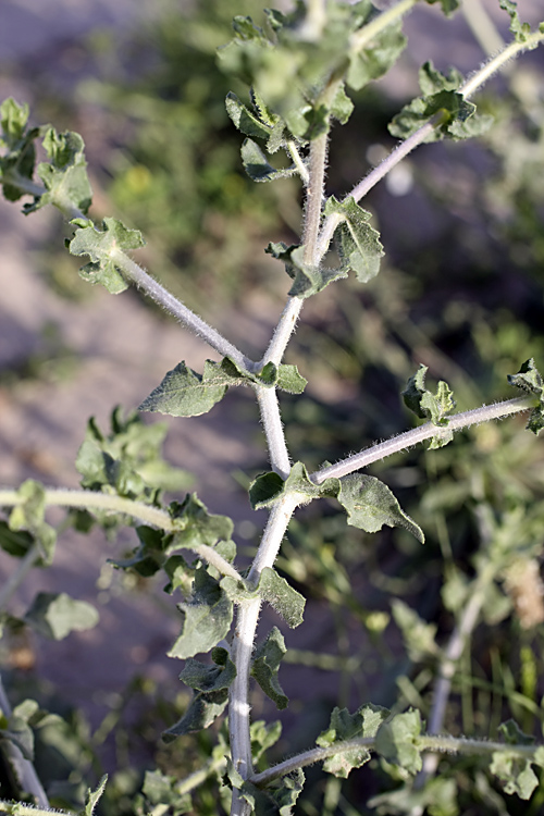 Image of Centaurea belangeriana specimen.