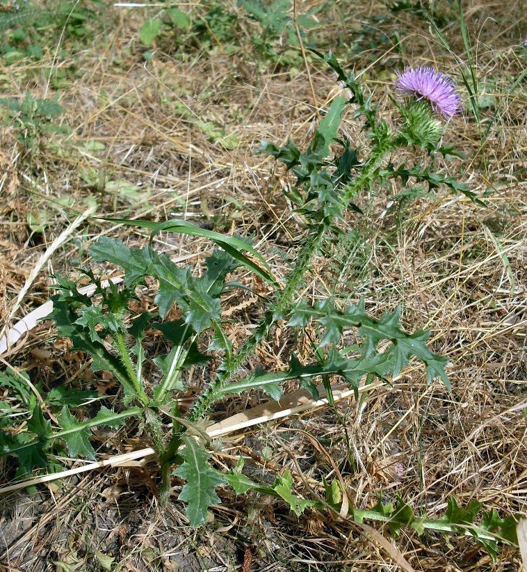 Изображение особи Carduus acanthoides.