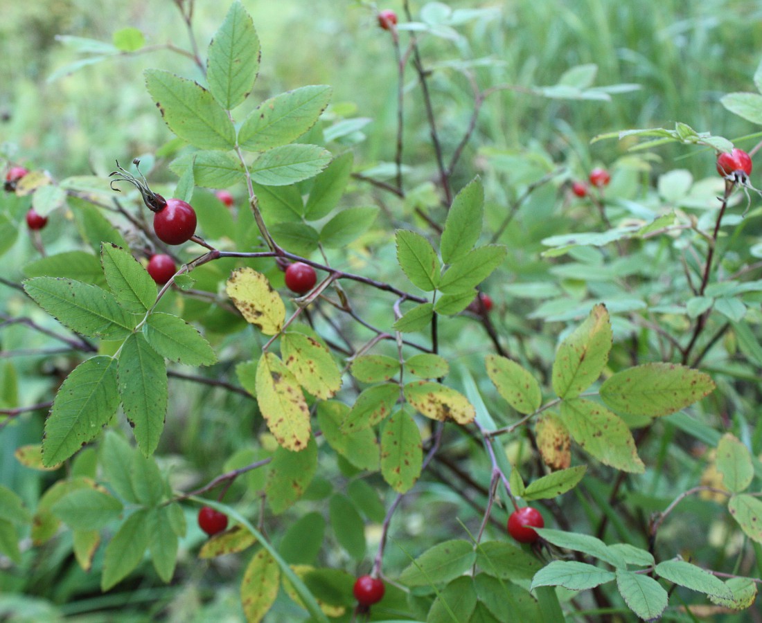 Изображение особи Rosa cinnamomea.