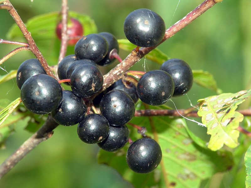 Image of Frangula alnus specimen.