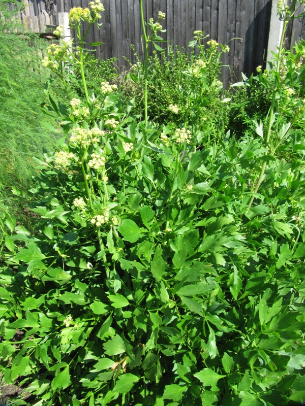 Image of Levisticum officinale specimen.