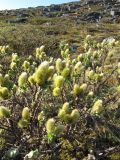 Salix lanata
